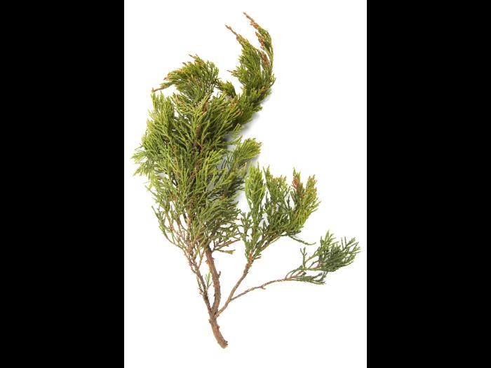 Genévrier_glyphosate (9)_3