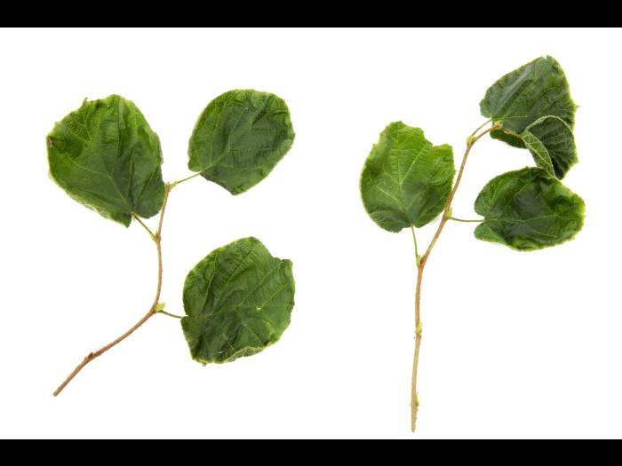 Noisetier - dicamba (4)_1