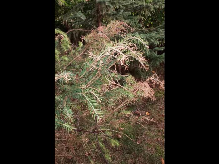 Épinettes_dicamba (4)_6