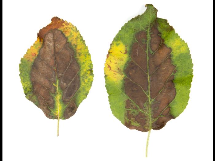 Pommier_calcium (Ca)_2