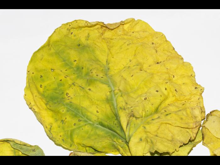 Rutabaga - linuron (5)_2