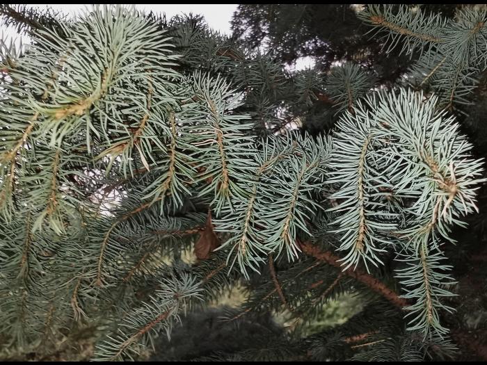 Épinette du Colorado - dicamba (4)_5