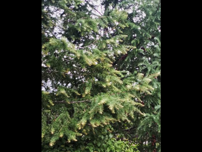 Mélèze laricin - dicamba (4)_2