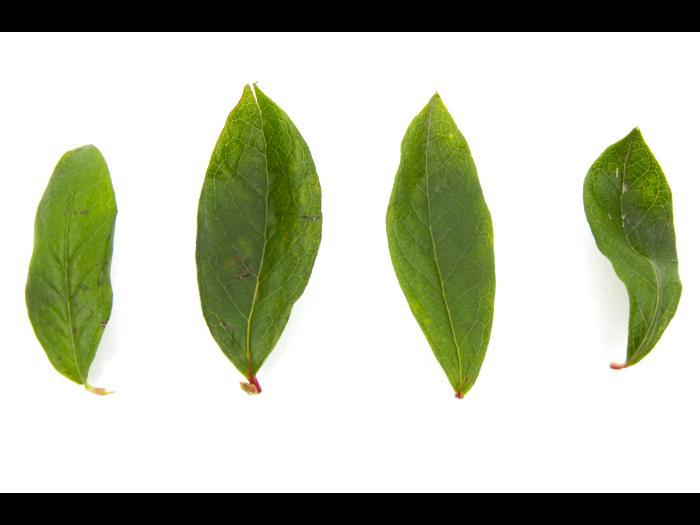 Bleuet en corymbe - dicamba (4)_4