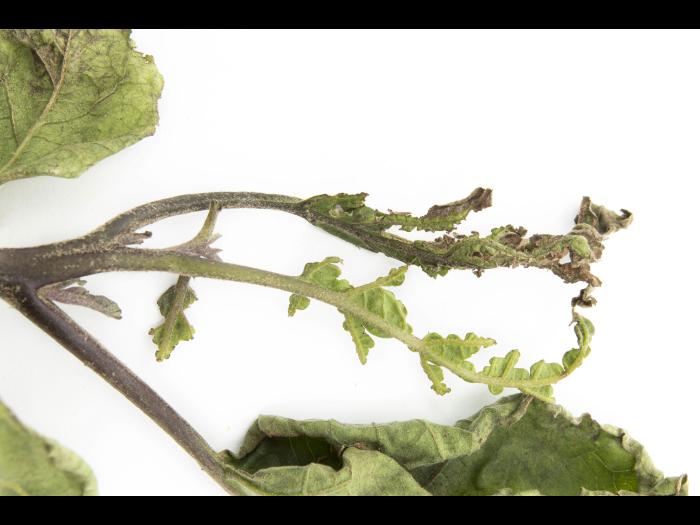 Aubergine - S-Métolachlore (15)_2