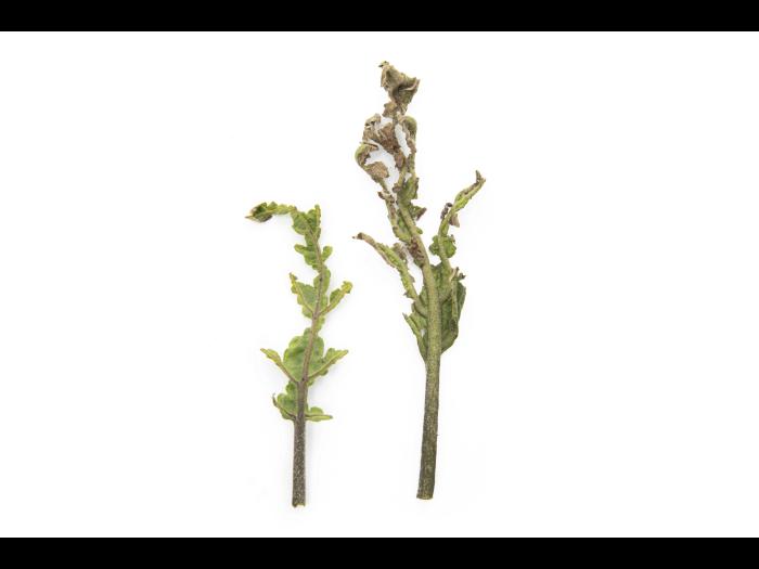 Aubergine - S-Métolachlore (15)_3