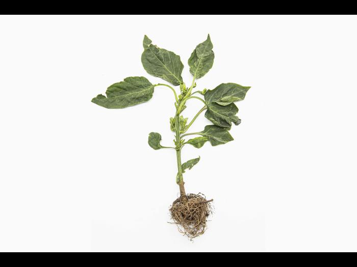 Piment - S-Métolachlore (15)_2