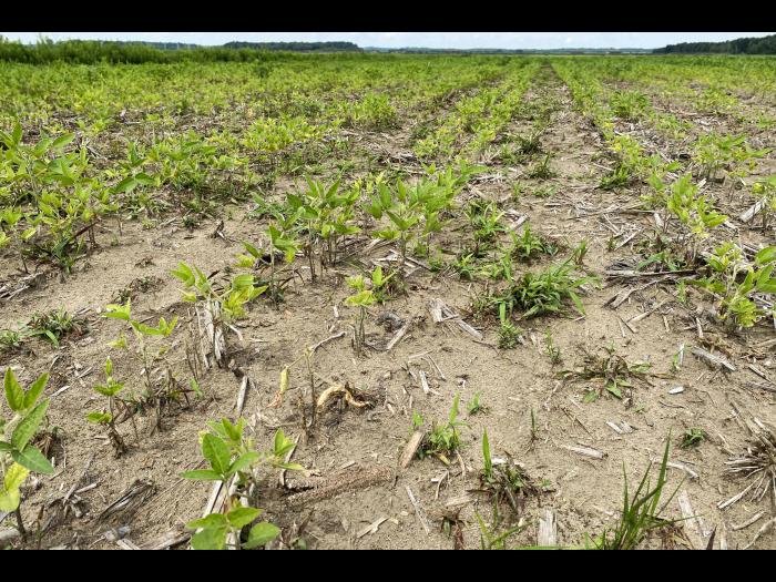 Soya - Heterodera glycines (NKS)