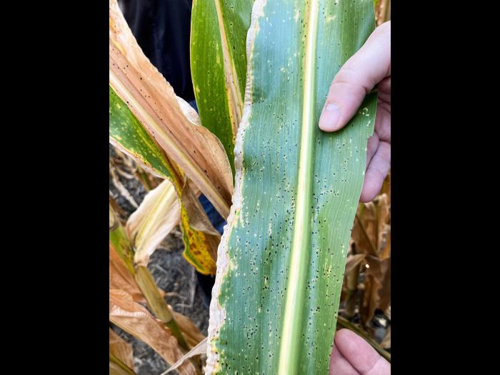 Mais - Tache goudronneuse (Phyllachora maydis)