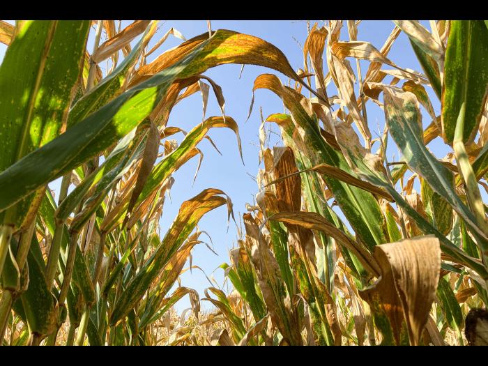 Mais - Tache goudronneuse (Phyllachora maydis)