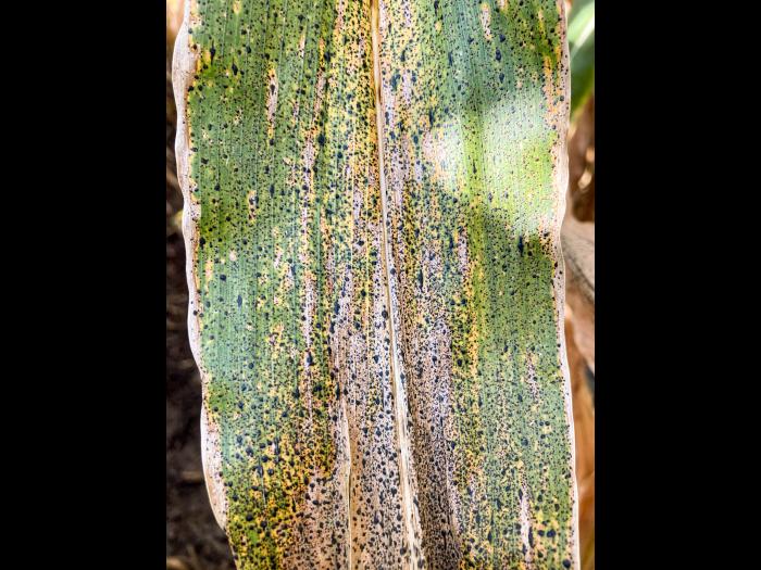 Maïs - Tache goudronneuse (Phyllachora maydis)_2 | Iriis