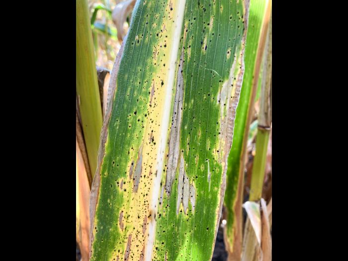 Phyllachora maydis | Iriis