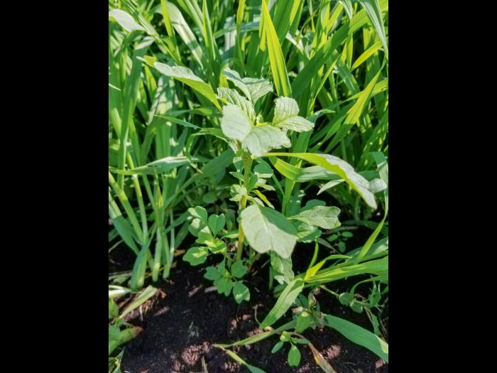 Amarante livide(Amaranthus blitum)_2