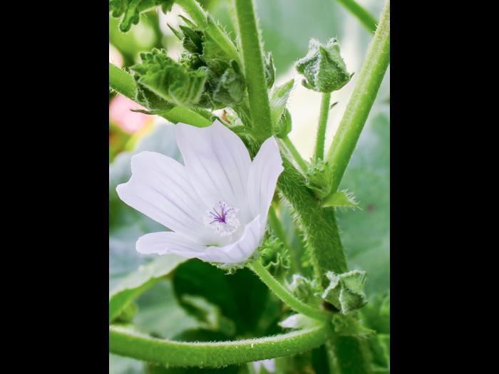 Mauve négligée (Malva neglecta)_8