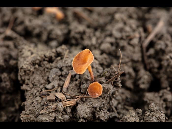 Sclerotinia_sclerotiorum_1