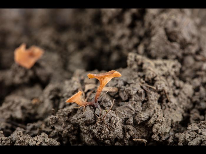 Sclerotinia_sclerotiorum_2