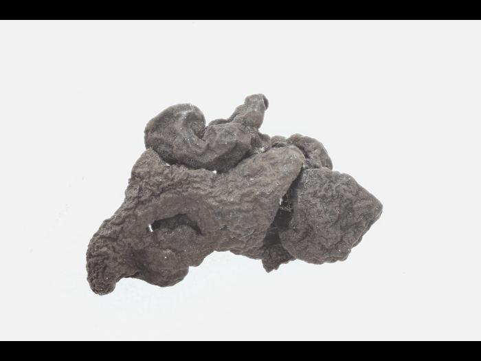 Sclerotinia_sclerotiorum_3