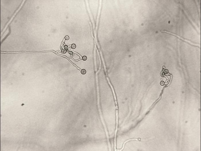 Pythium_sp._1