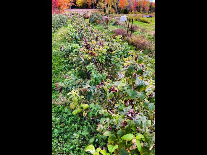 Famboise - brûlure bactérienne (Erwinia amylovora)