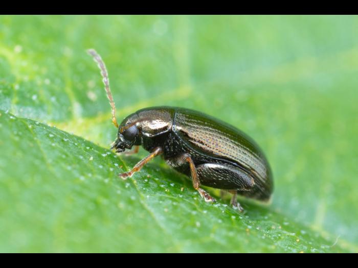 Psylliodes attenuata