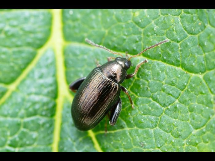 Psylliodes attenuata