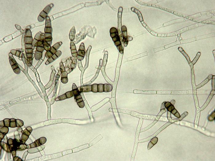 Alternaria_brassicicola_1