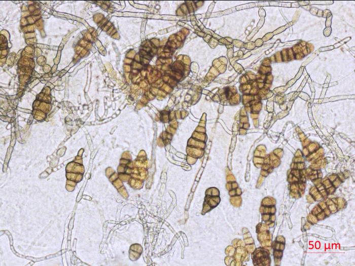 Alternaria_japonica_1