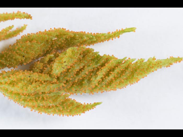 Arthuriomyces_D30067-1