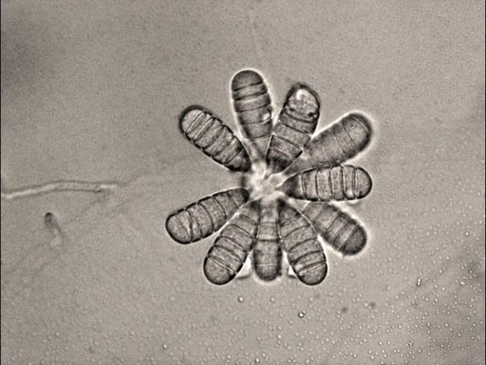 Cephaliophora_tropica-11_LQ