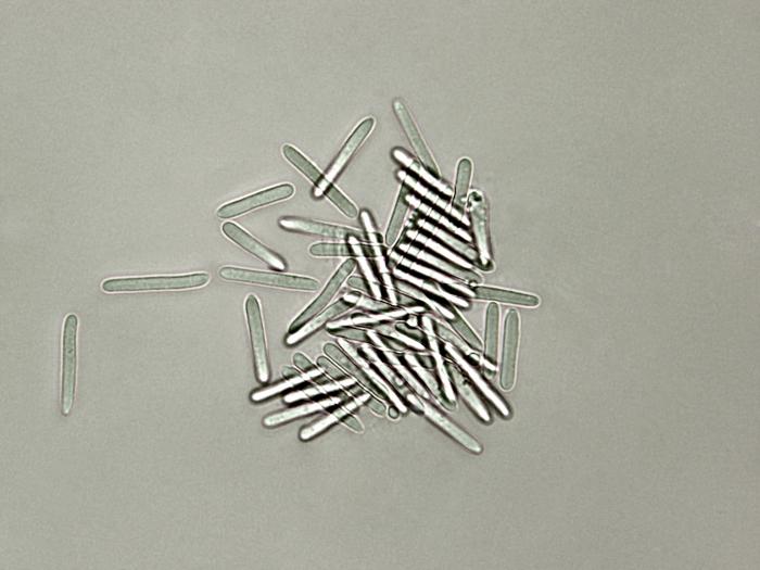 Coleophoma_empetri-06_LQ