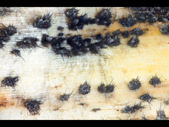 Colletotrichum_circinans_D39112-1_lq