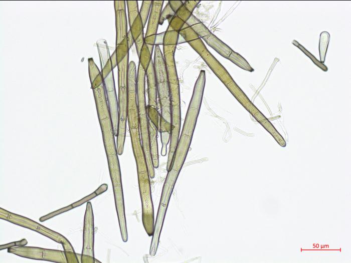 Corynespora_cassiicola_3