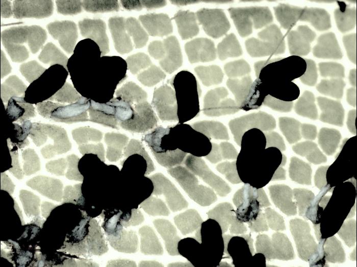 Diachea_leucopodia_1