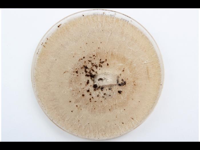 Fusarium_avenaceum_3