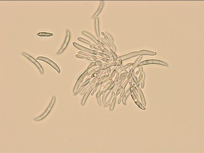 Fusarium_sp_3