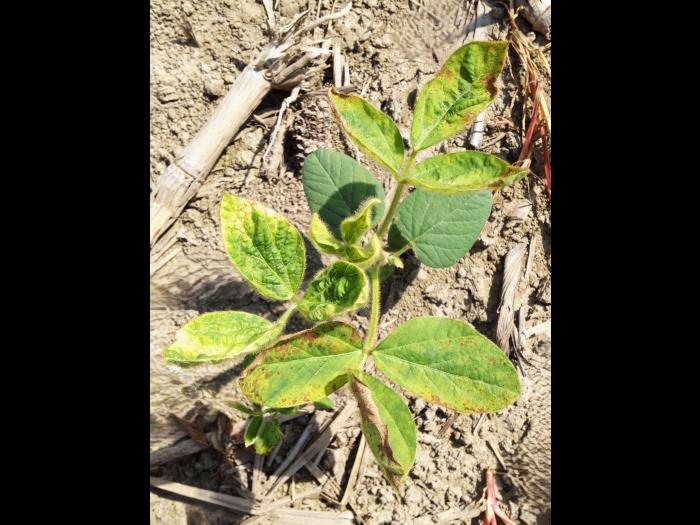 Soya - mésotrione (27)_7