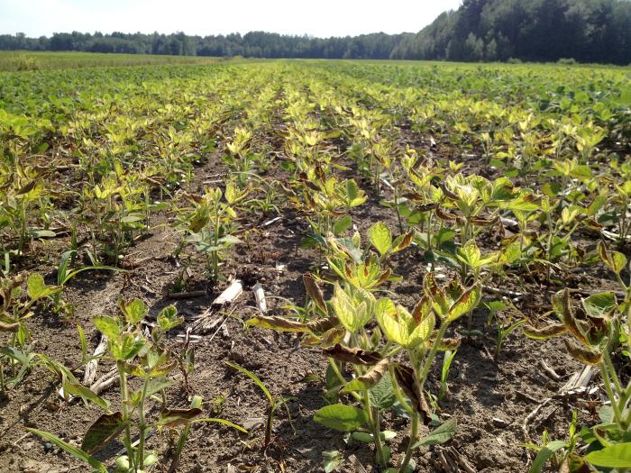 Soya - mésotrione (27)_10