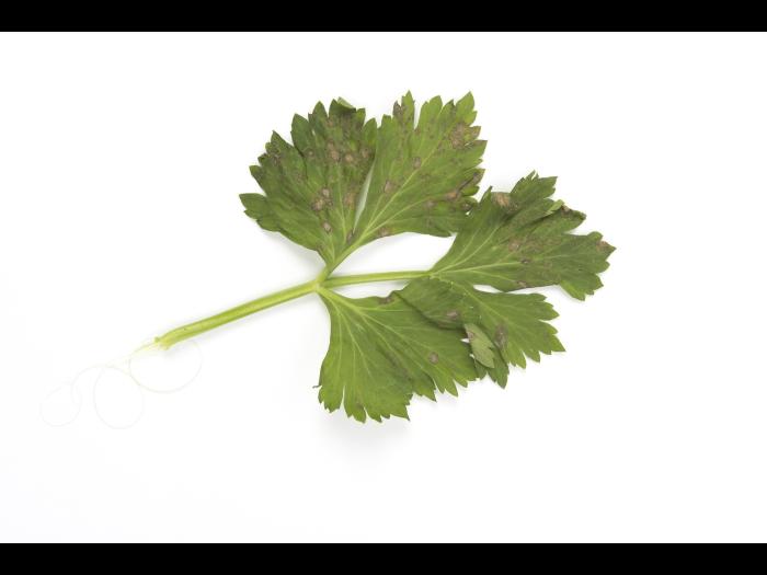 celeri_sep_41427a_ad_iriis