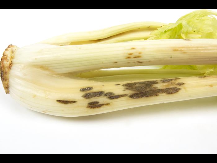 celeri_sep_42384b_dh_iriis