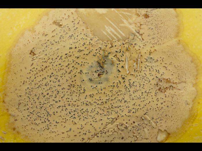 courge_stag_cucu_47288e_jv_iriis