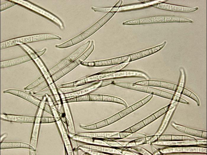 Fusarium_lateritium_2