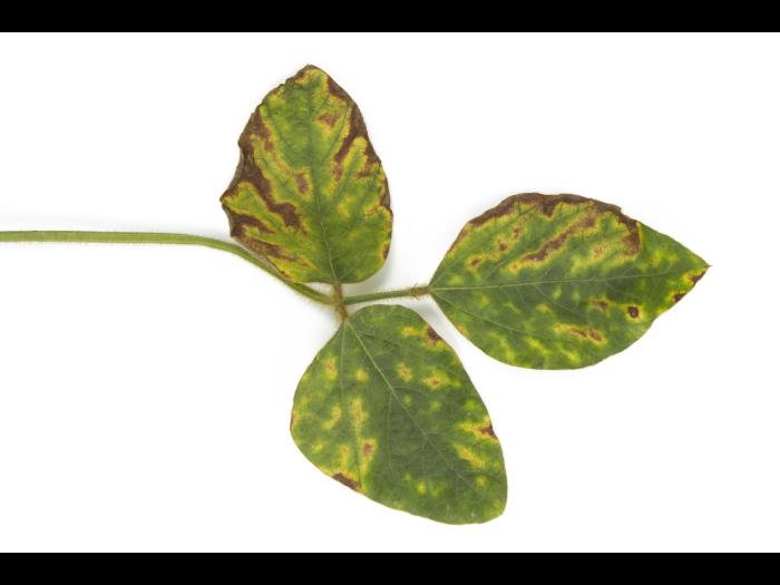 Soya - Syndrome de la mort subite (SMS) - Fusarium virguliforme