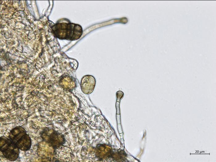 Stemphylium_sp_5
