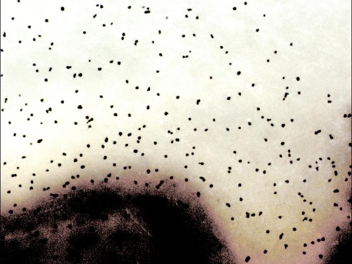 Verticillium_dahliae_2