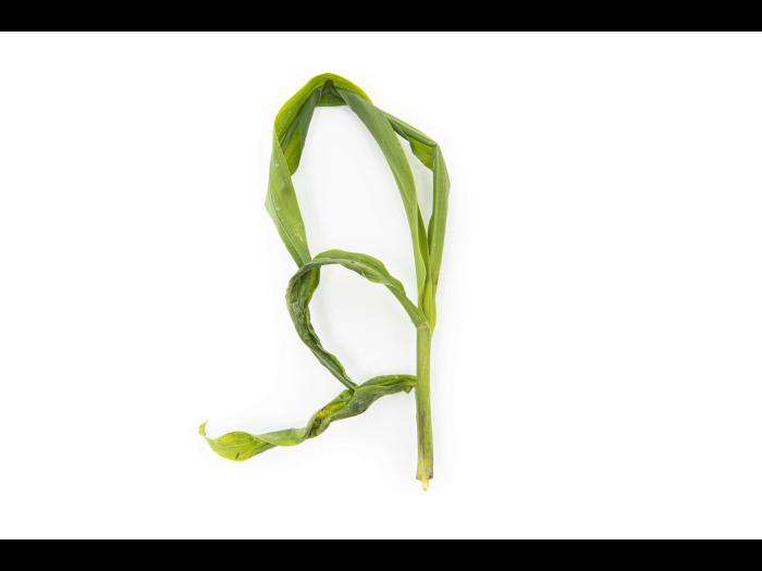 Maïs grain et fourrager - diméthénamide-P (15)_9