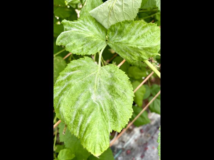 Framboise - Blanc (Podosphaera aphanis)_2