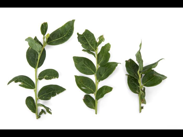 Bleuet - Virus de la mosaïque du bleuet (BlMaV)