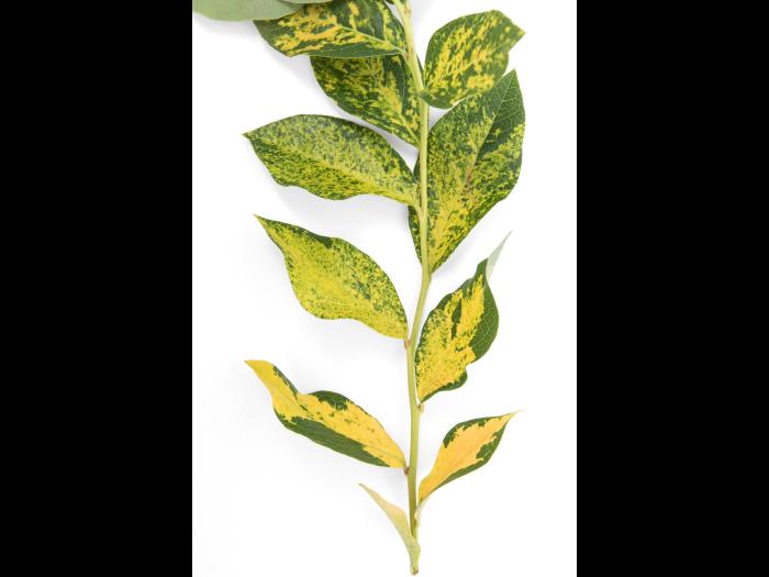 Bleuet - Virus de la mosaïque du bleuet (BlMaV)