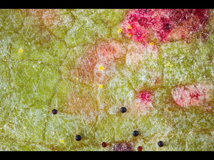 Vigne (raisin) - Blanc (Erysiphe necator)_8