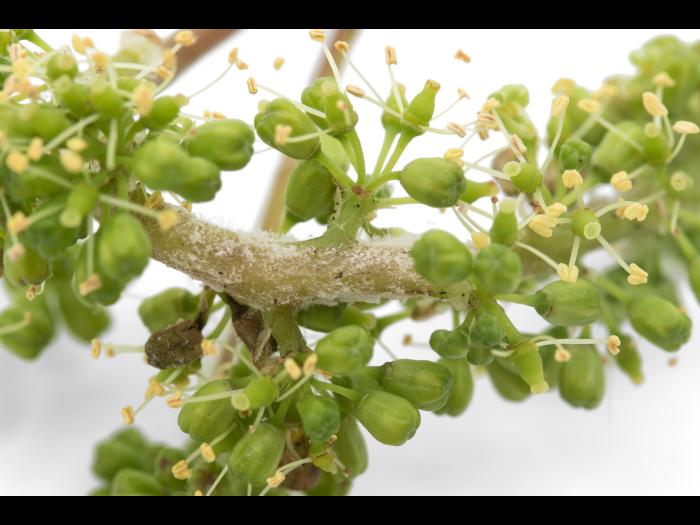 Vigne (raisin) - Mildiou (Plasmopara viticola)_5